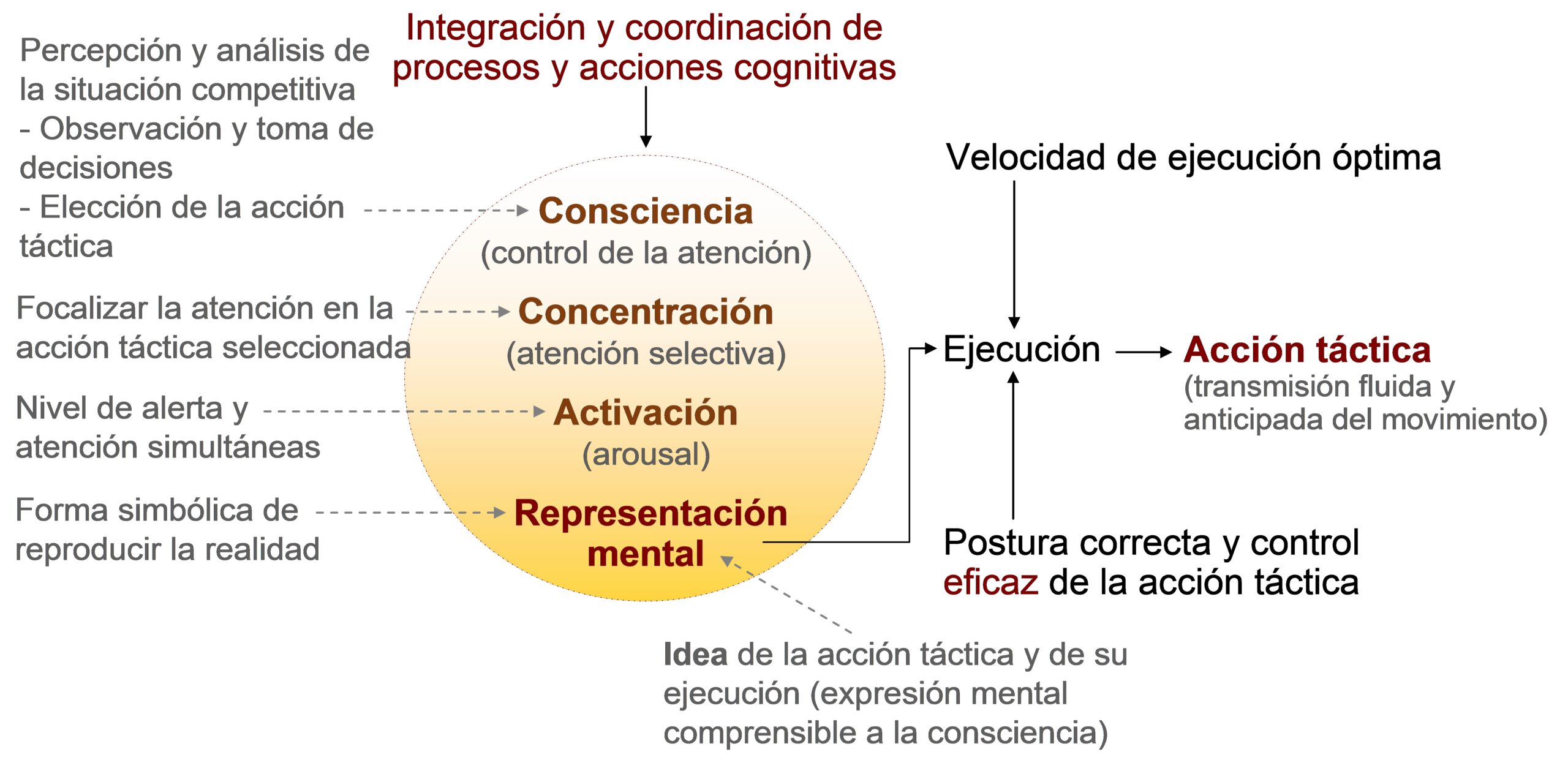 Mapa conceptual. El comportamiento psicomotor del deportista (acción táctica).