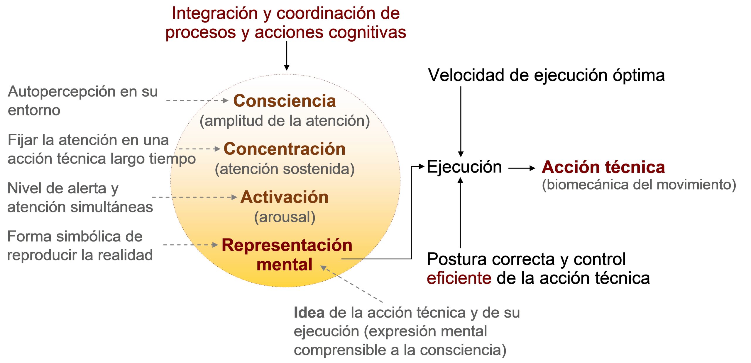 Mapa conceptual. El comportamiento psicomotor del deportista (acción técnica).